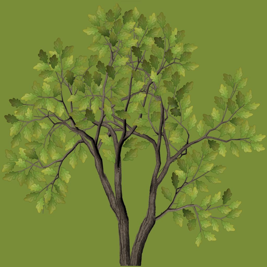 tree_oak_branch_02_a_di.jpg