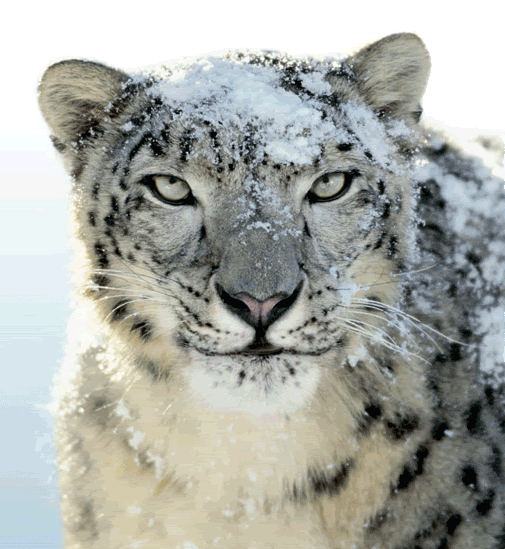 snowleopard