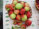 th_FreeApples-2Aug09.jpg