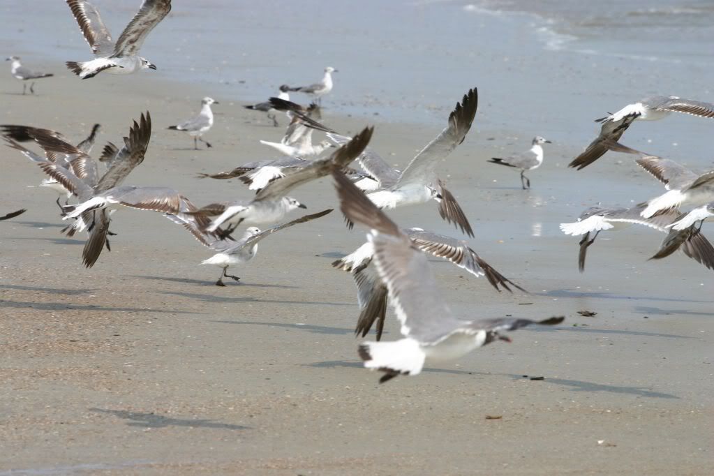 Seagulls_flying_in_Savannah.jpg bla image meg21412