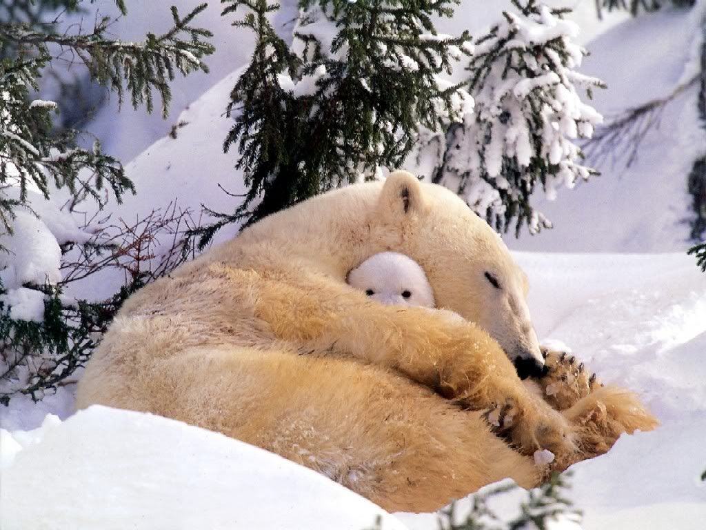 Snowy snuggle photo Polar_bear_-_a_naughty_tot-1.jpg