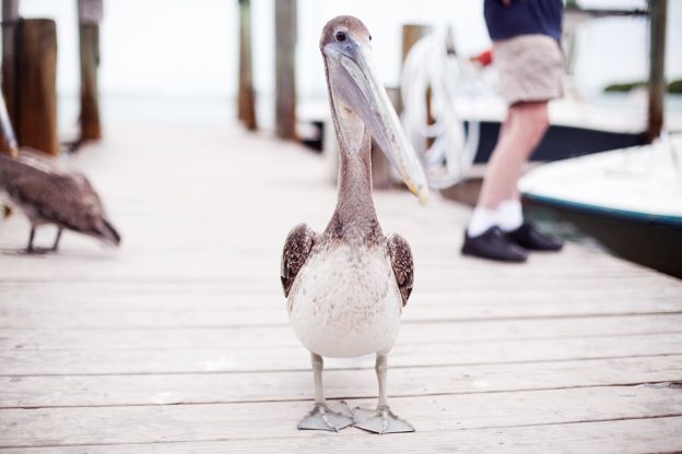  photo cocorosa-Pelicans-5_zps5eb507ed.jpg