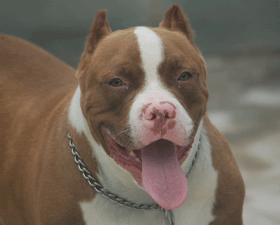 Chuyên cung cấp chó American bully !