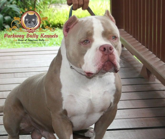 Chuyên cung cấp chó American bully ! - 4