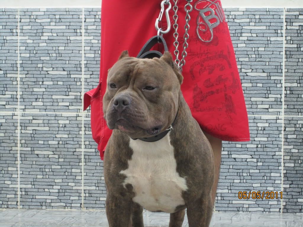 Chuyên cung cấp chó American bully ! - 2