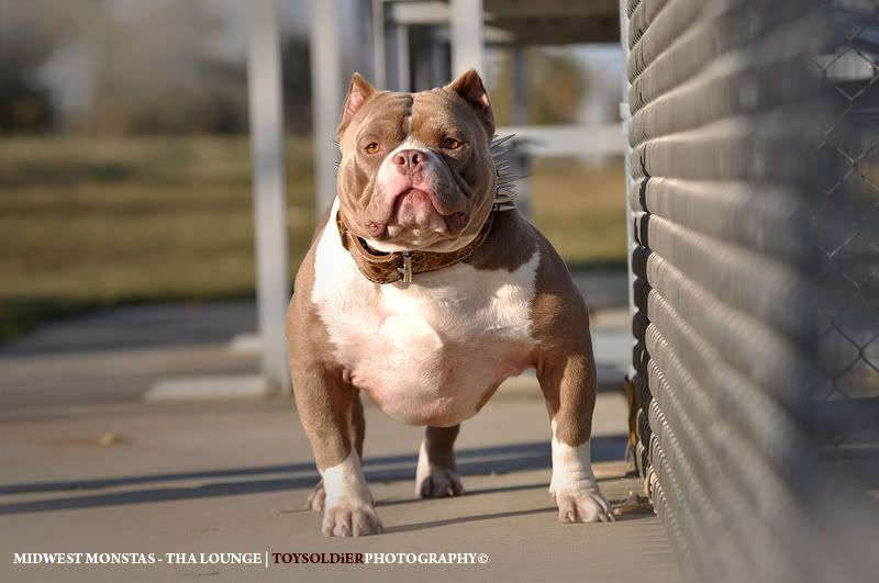 Chuyên cung cấp chó American bully ! - 3