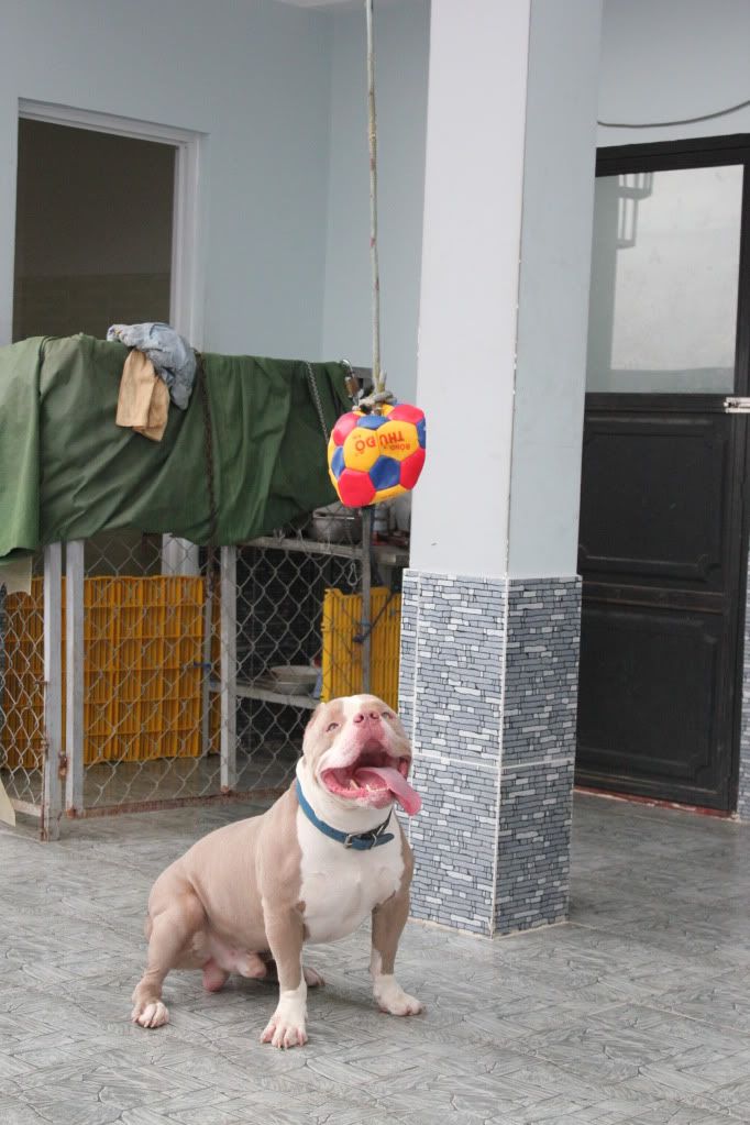 Chuyên cung cấp chó American bully ! - 1