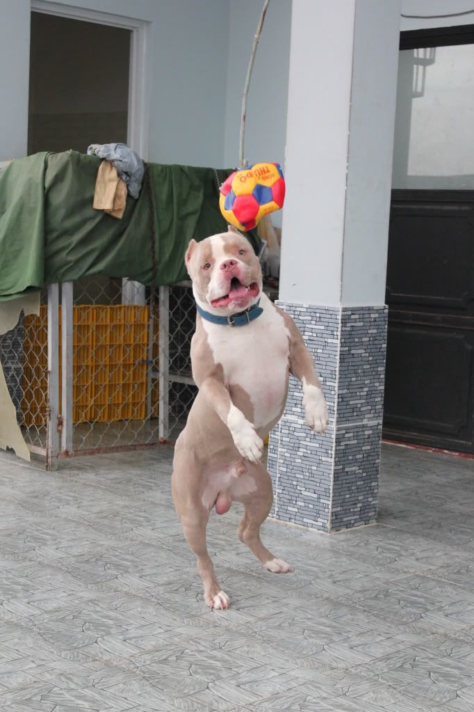 Chuyên cung cấp chó American bully ! - 3