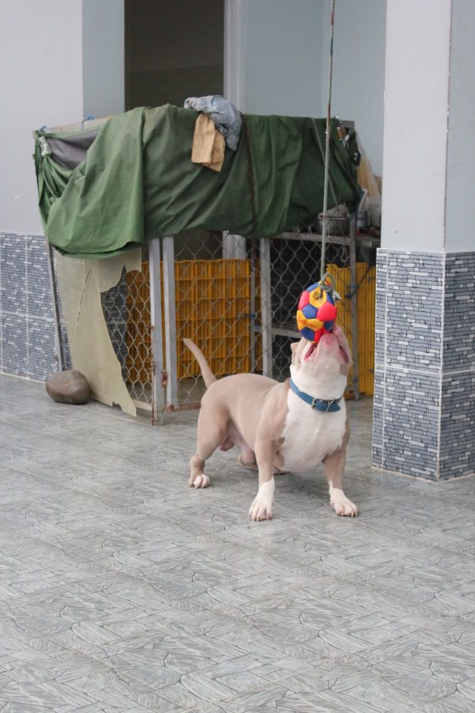 Chuyên cung cấp chó American bully ! - 6