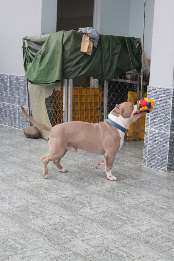 Chuyên cung cấp chó American bully ! - 5
