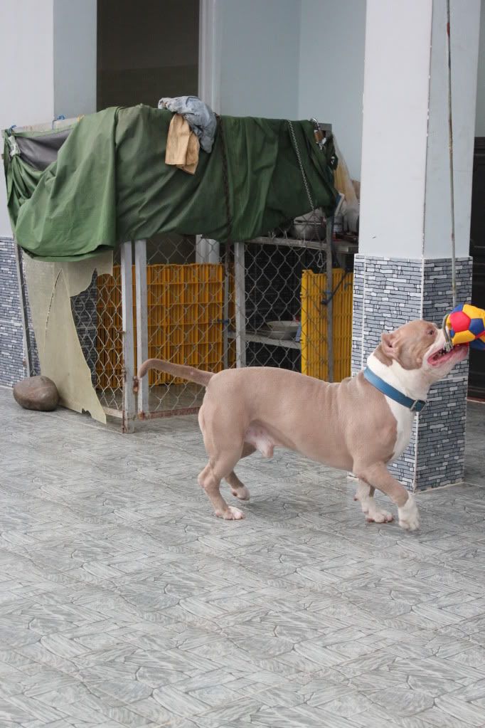 Chuyên cung cấp chó American bully ! - 4