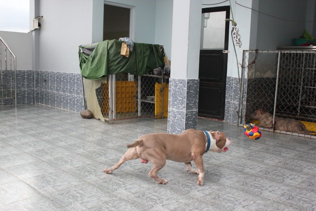 Chuyên cung cấp chó American bully ! - 7