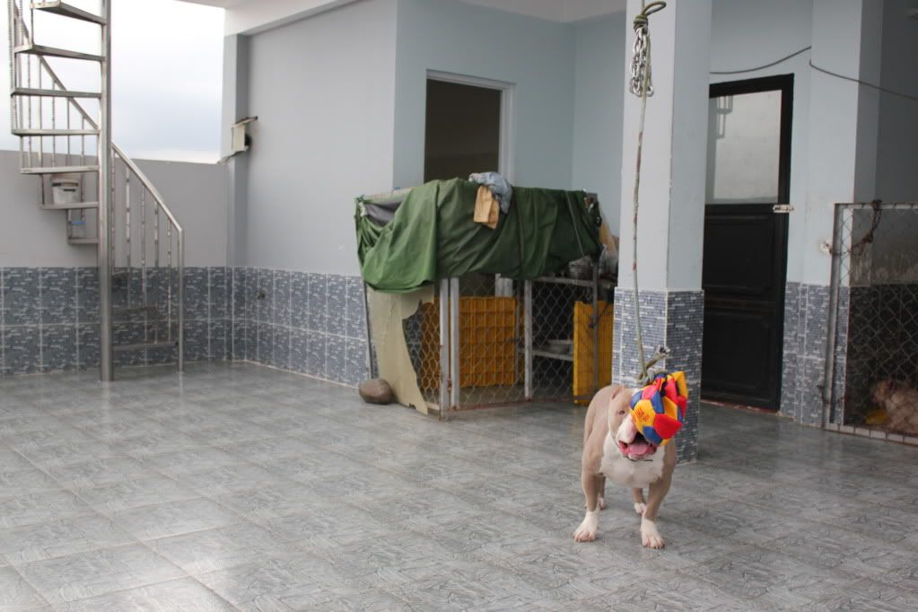 Chuyên cung cấp chó American bully ! - 2