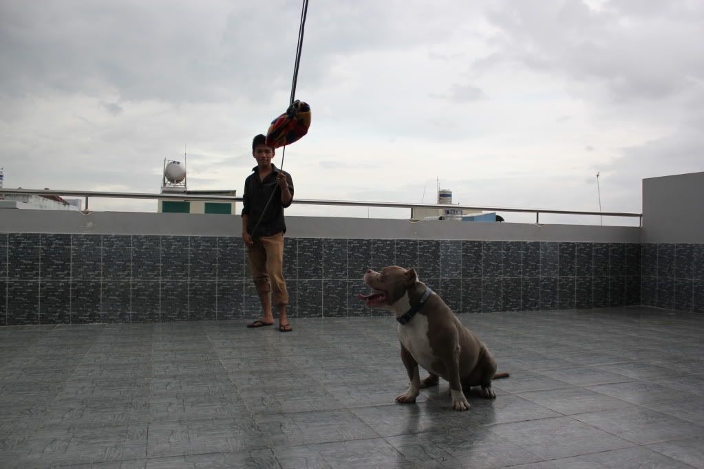 Chuyên cung cấp chó American bully !