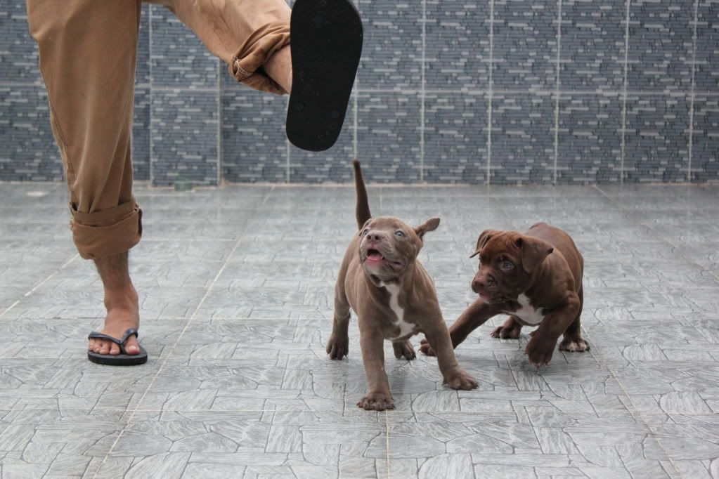 Chuyên cung cấp chó American bully ! - 11