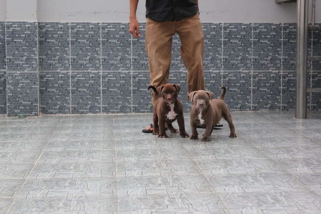 Chuyên cung cấp chó American bully ! - 12