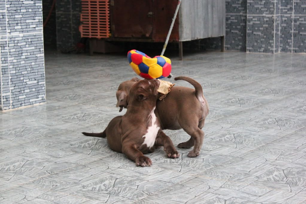 Chuyên cung cấp chó American bully ! - 14