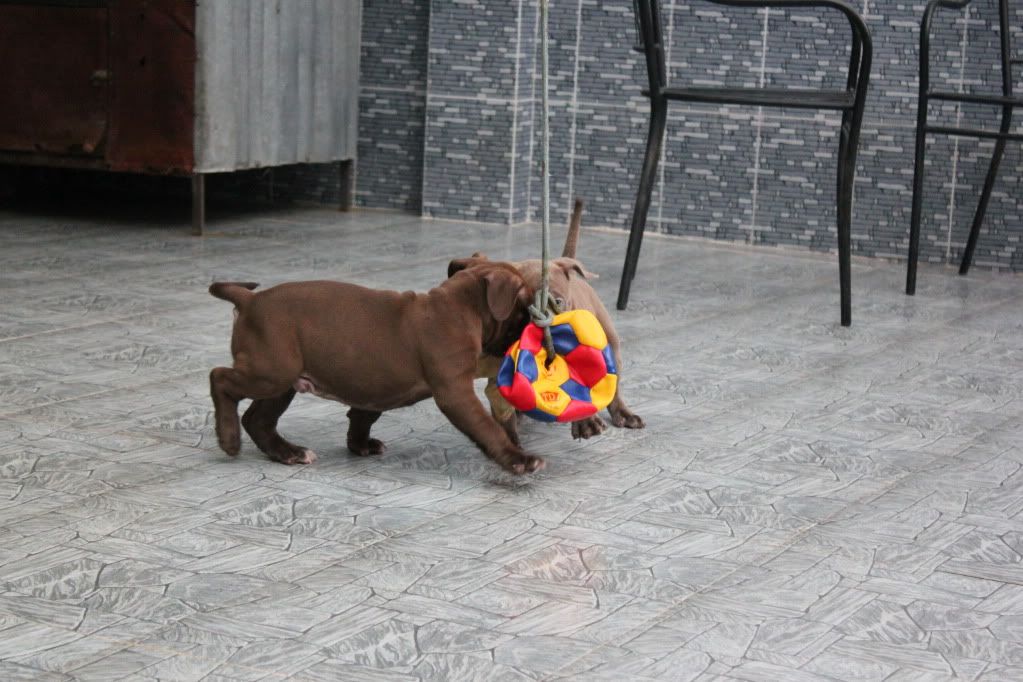 Chuyên cung cấp chó American bully ! - 13