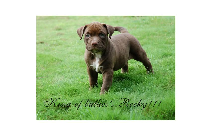 Chuyên cung cấp chó American bully ! - 4