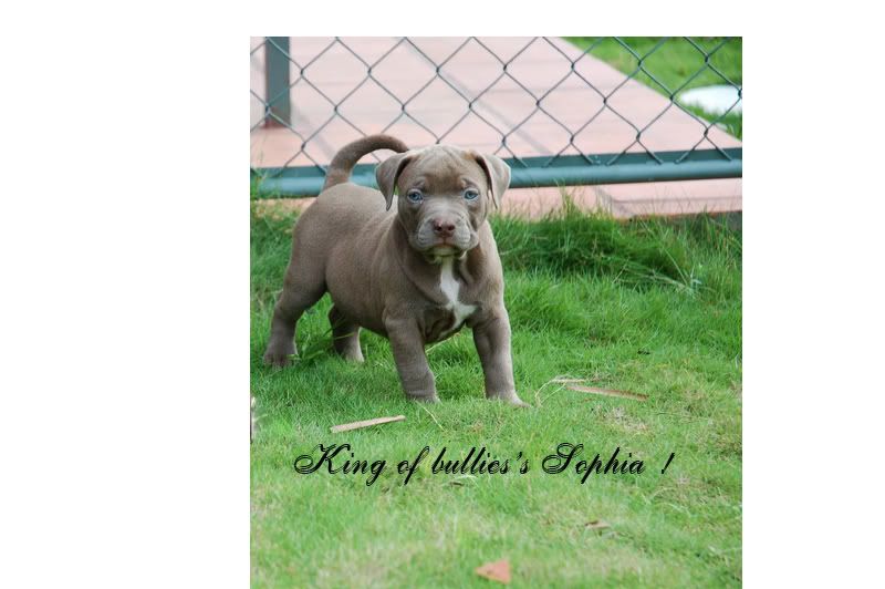 Chuyên cung cấp chó American bully ! - 5