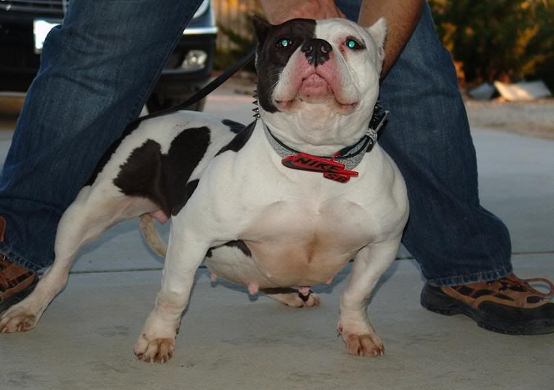 Chuyên cung cấp chó American bully ! - 2