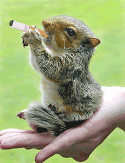 ecureuil.gif