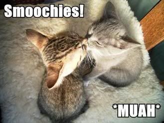 kissing cats photo: cute big_3950711.jpg