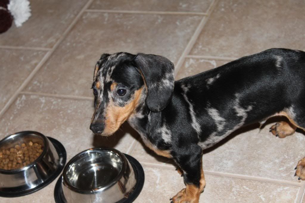 IMAGE: http://i600.photobucket.com/albums/tt86/stephfrench505/Dexter/IMG_1196.jpg