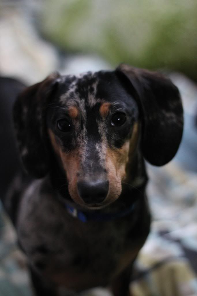 IMAGE: http://i600.photobucket.com/albums/tt86/stephfrench505/Dexter/IMG_1982.jpg