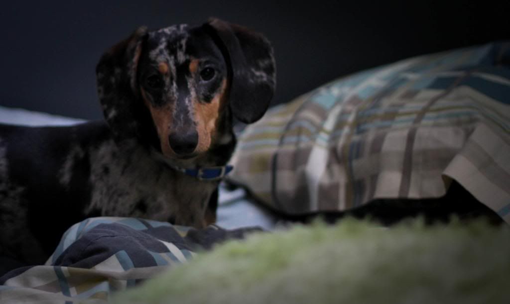 IMAGE: http://i600.photobucket.com/albums/tt86/stephfrench505/Dexter/IMG_2001-2.jpg