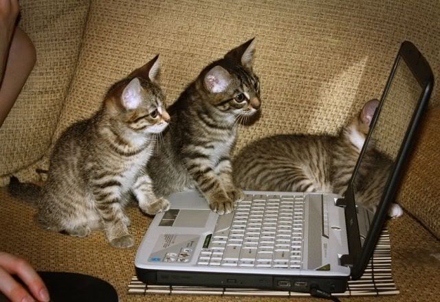 webkittens.jpg