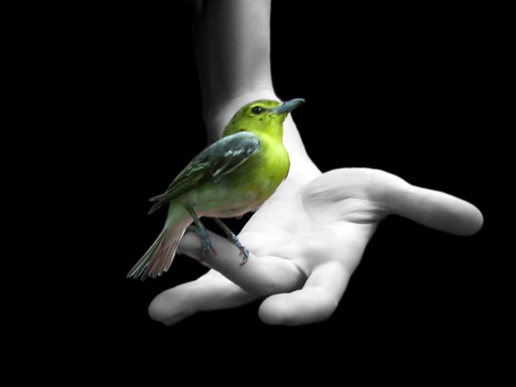 bird in hand photo: bird bird-hand.jpg