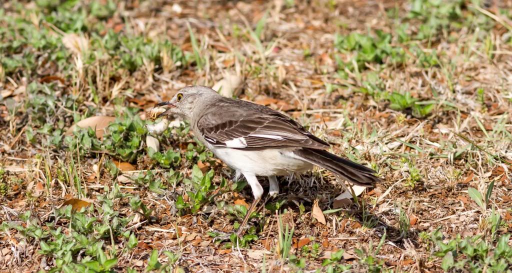 IMAGE: http://i600.photobucket.com/albums/tt88/19Snowman84/Canon%20Photos/7D/bird-001_zps9c8ca277.jpg