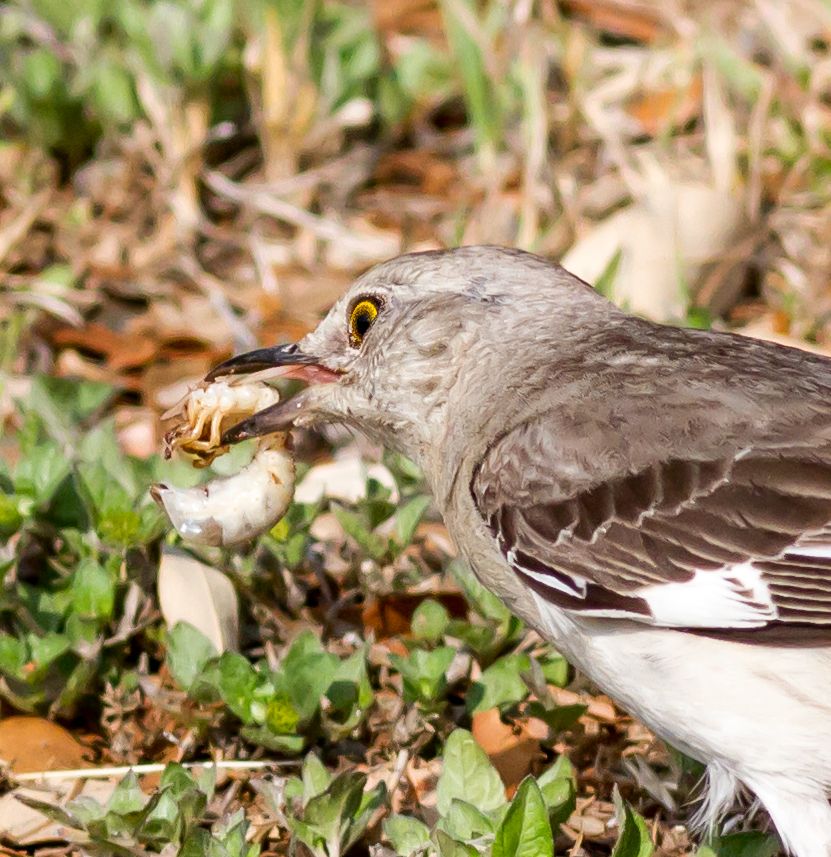 IMAGE: http://i600.photobucket.com/albums/tt88/19Snowman84/Canon%20Photos/7D/bird-crop-001_zps6cca28d3.jpg