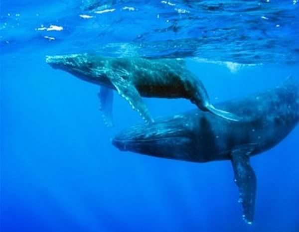 ballenas Pictures, Images and Photos