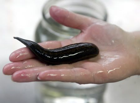 leech Pictures, Images and Photos