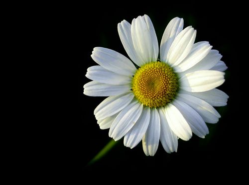 daisy flower